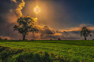 Dramatic Sunset Over Green Pasture With Silhouetted Trees And Golden Clouds HD wallpaper