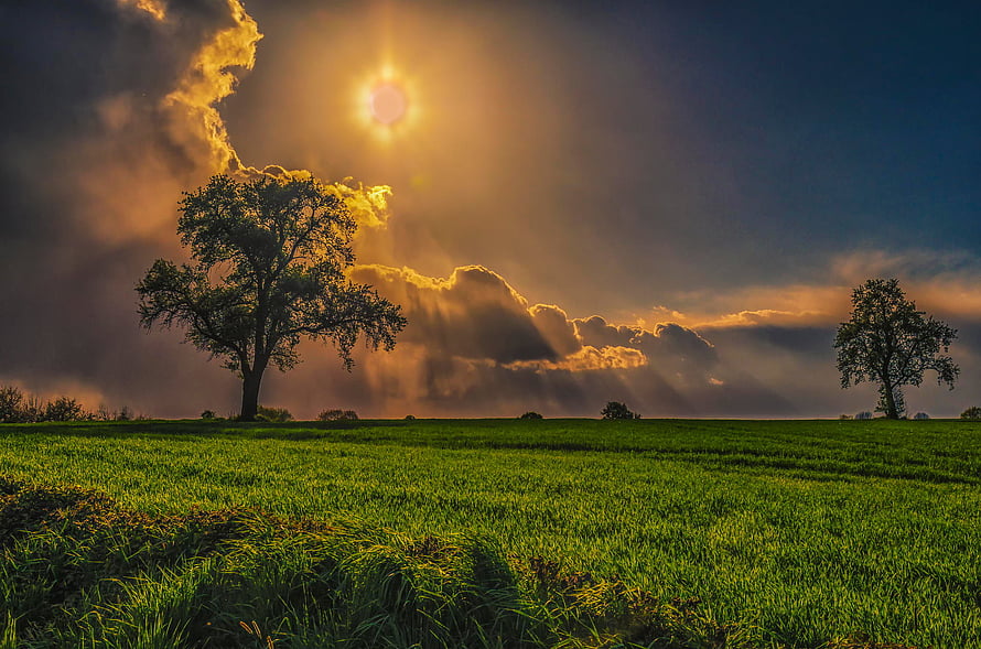 Dramatic Sunset Over Green Pasture With Silhouetted Trees And Golden Clouds HD wallpaper