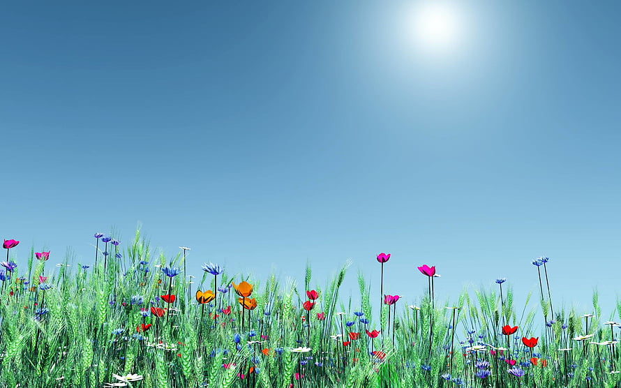 Spring Meadow with Colorful Wildflowers Under a Bright Blue Sky HD wallpaper