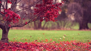 Vibrant Red Maple Tree with Fallen Leaves in a Green Autumn Field HD wallpaper
