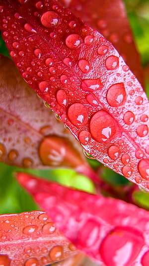 Macro Photography of Water Droplets on Vibrant Red Leaves HD phone wallpaper