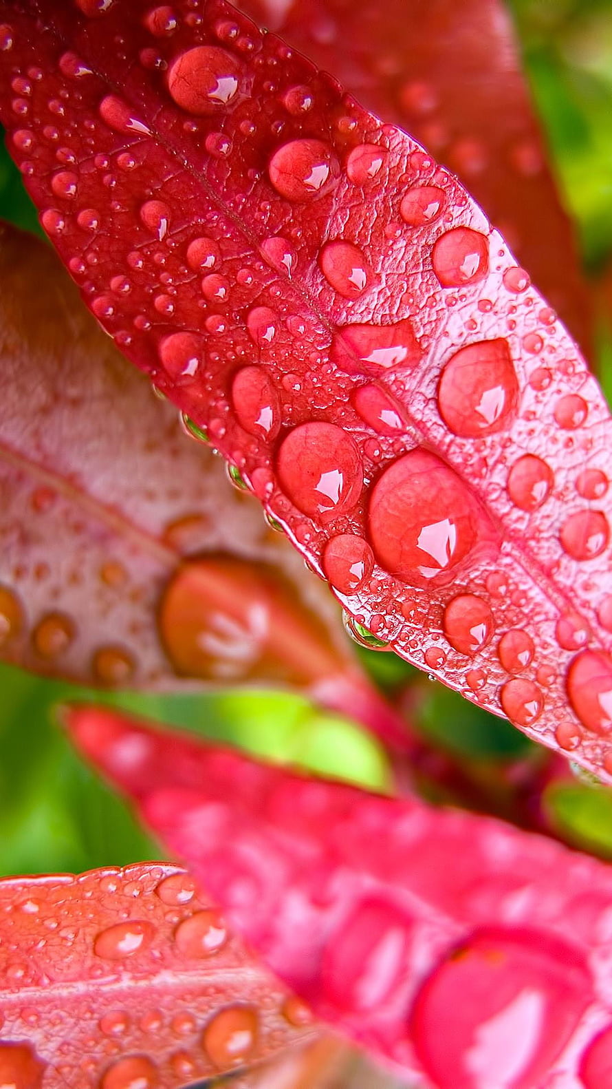 Macro Photography of Water Droplets on Vibrant Red Leaves HD phone wallpaper