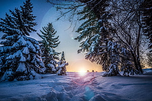 Snowy Evergreen Forest at Sunset with Lens Flare and Winter Path HD wallpaper