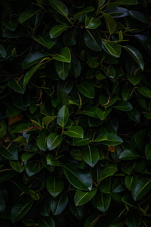 Dark Green Ficus Leaves in Dense Shadowy Foliage HD phone wallpaper
