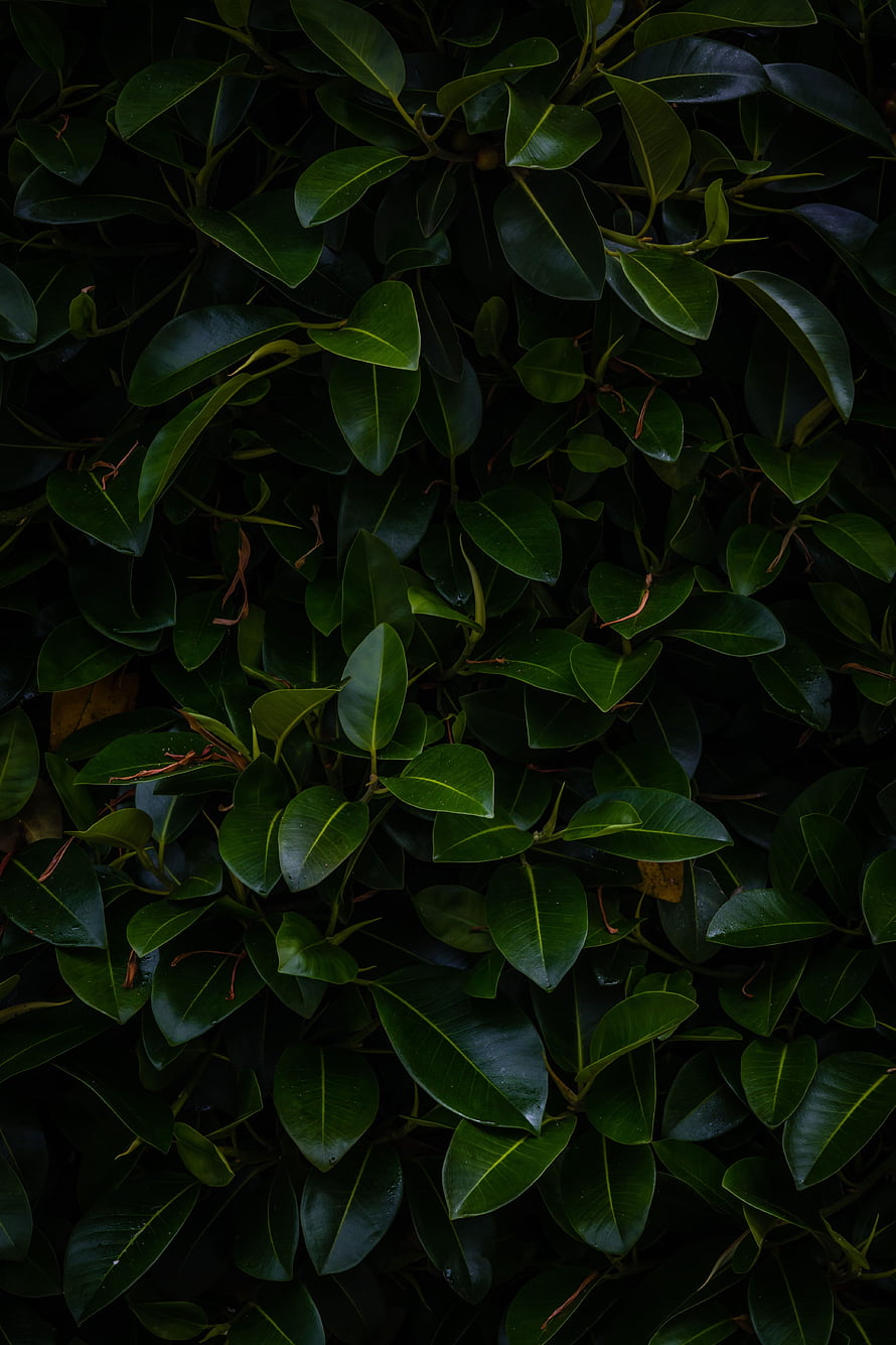 Dark Green Ficus Leaves in Dense Shadowy Foliage HD phone wallpaper