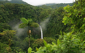 Misty Waterfall Cascading Through Dense Amazon Rainforest Canopy HD wallpaper