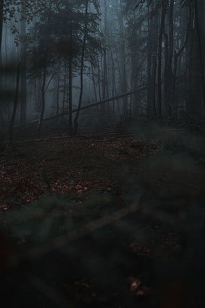 Dark Misty Forest Path with Tall Trees and Foggy Atmosphere HD phone wallpaper