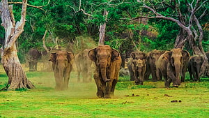 Sri Lankan Elephant Herd Walking Through Dusty Forest Clearing HD wallpaper