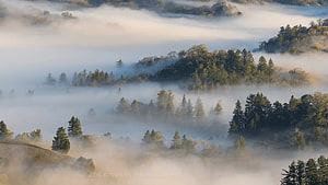 Misty Morning Over Sonoma County Hills and Pine Forests in California HD wallpaper