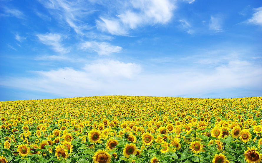 Vast Sunflower Field Under a Bright Blue Sky with Wispy Clouds HD wallpaper
