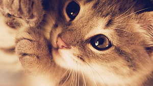 Close-up portrait of a cute tabby kitten with large expressive eyes and soft fur HD wallpaper