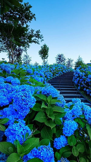 Vibrant Blue Hydrangea Garden Flanking a Stone Staircase Under a Clear Sky HD phone wallpaper