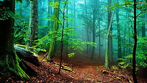 Misty Forest Path with Tall Trees and Lush Green Foliage in a Serene Woodland Setting HD wallpaper