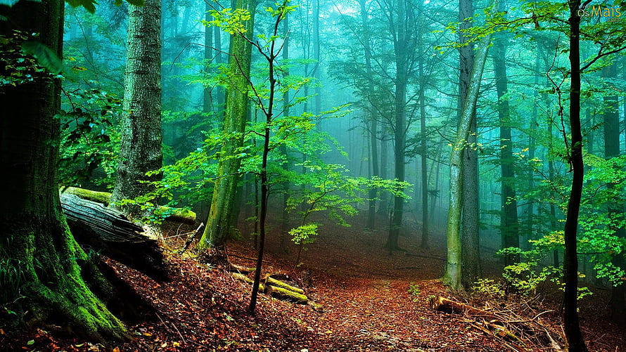 Misty Forest Path with Tall Trees and Lush Green Foliage in a Serene Woodland Setting HD wallpaper