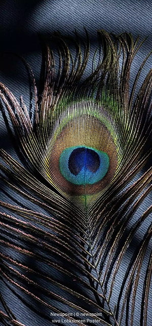 Close-up of a Peacock Feather with Iridescent Eye Pattern on Dark Fabric HD phone wallpaper
