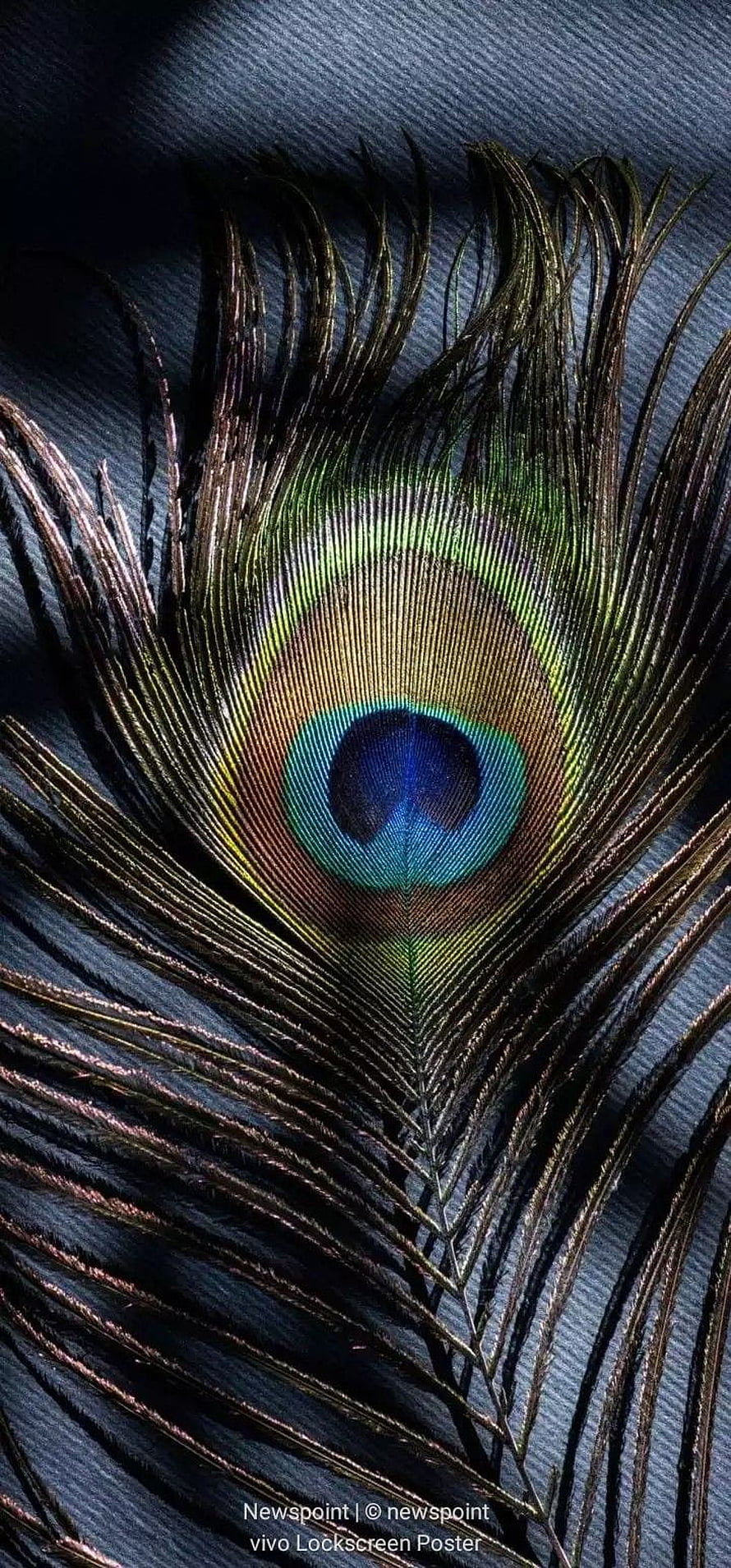 Close-up of a Peacock Feather with Iridescent Eye Pattern on Dark Fabric HD phone wallpaper