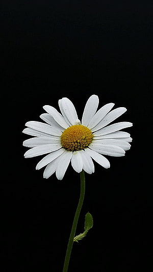 Single White Daisy with Yellow Center on Black Background HD phone wallpaper