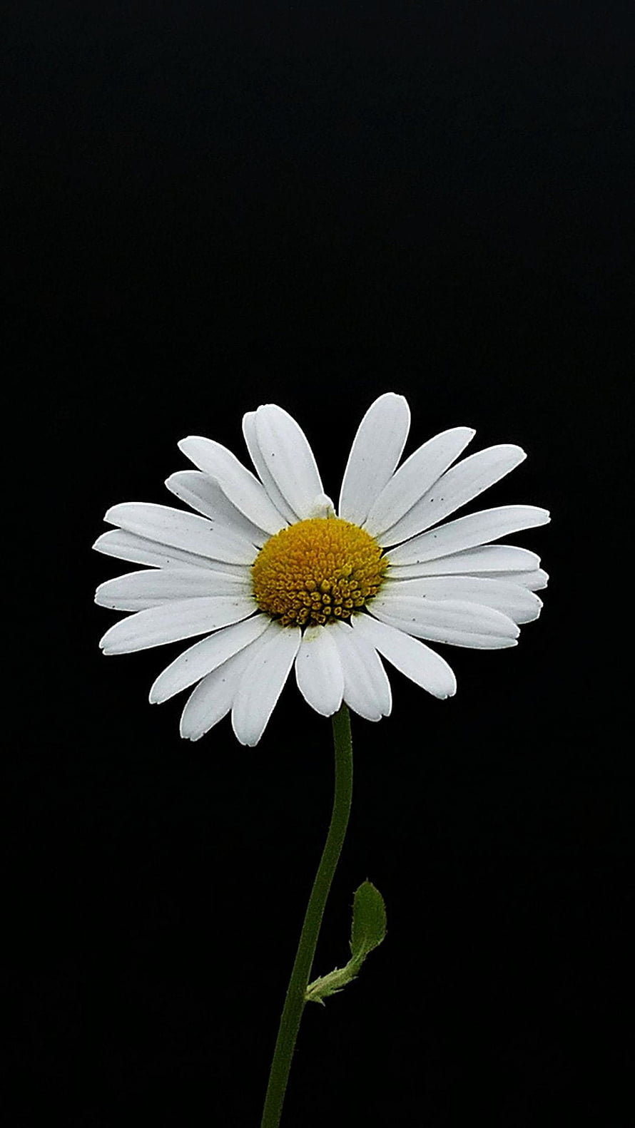 Single White Daisy with Yellow Center on Black Background HD phone wallpaper
