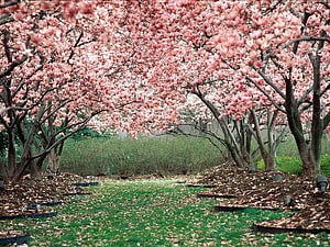 Pink Magnolia Trees in Full Bloom Over a Green Garden Path HD wallpaper