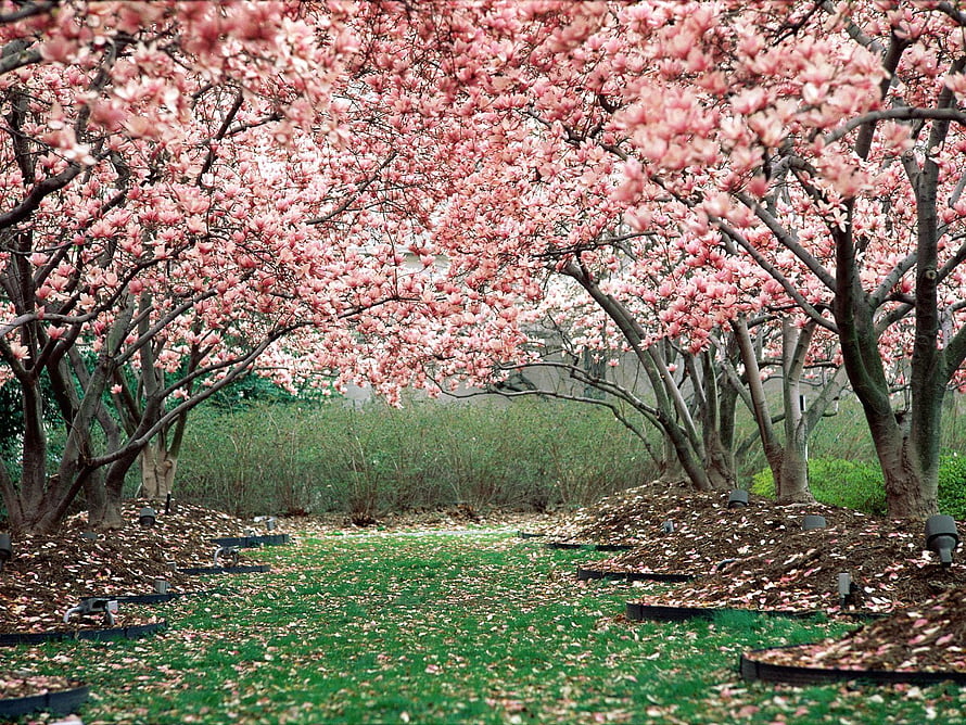 Pink Magnolia Trees in Full Bloom Over a Green Garden Path HD wallpaper