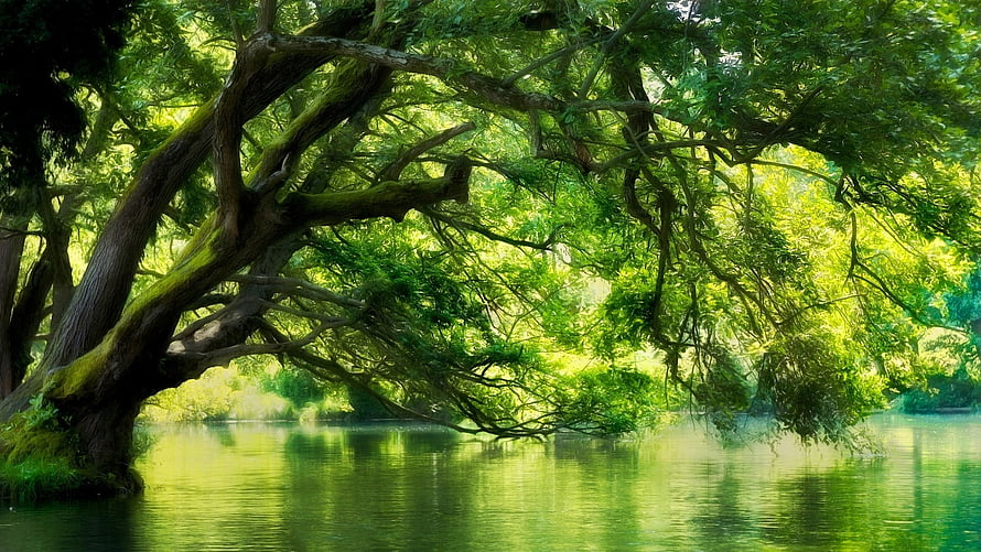Majestic Willow Tree Overlooking a Serene Green River in a Lush Forest Landscape HD wallpaper