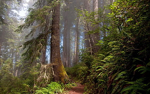 Misty Old-Growth Forest Trail Lined With Ferns And Towering Evergreens HD wallpaper