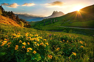 Golden sunrise over a lush mountain valley filled with vibrant yellow wildflowers and rolling green hills HD wallpaper