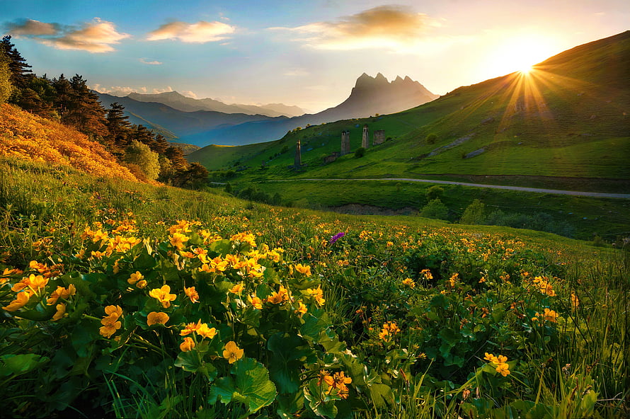Golden sunrise over a lush mountain valley filled with vibrant yellow wildflowers and rolling green hills HD wallpaper
