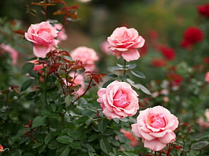Delicate Pink Roses in Full Bloom Amidst Lush Green Foliage HD wallpaper