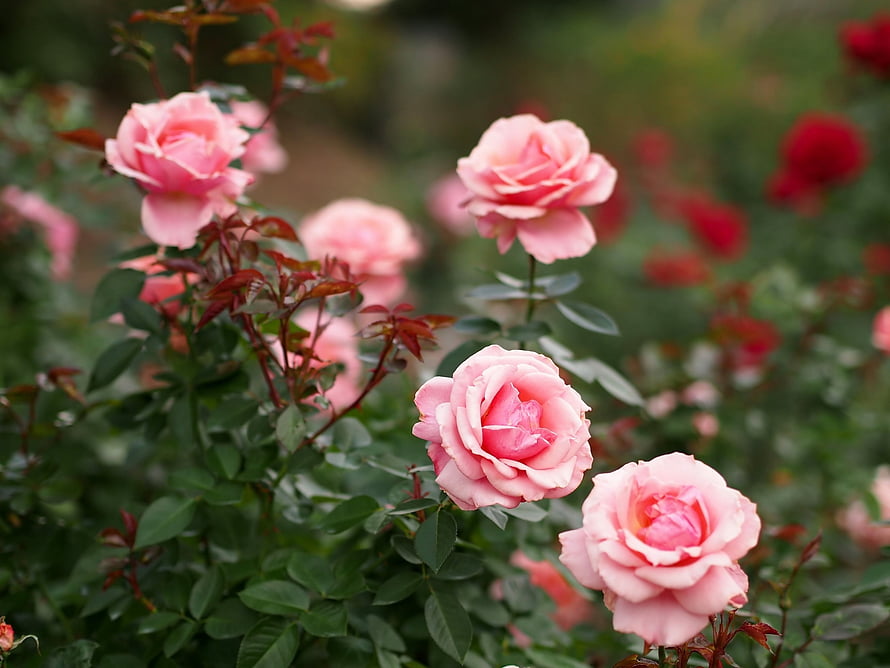 Delicate Pink Roses in Full Bloom Amidst Lush Green Foliage HD wallpaper