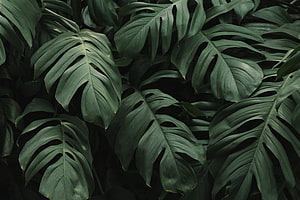 Dark Monstera Leaves Tropical Botanical Pattern HD wallpaper