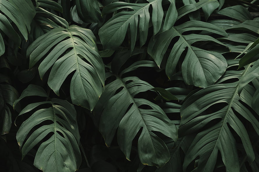 Dark Monstera Leaves Tropical Botanical Pattern HD wallpaper