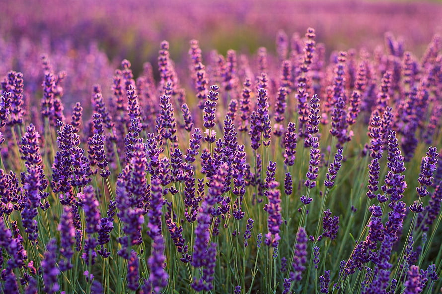 Vibrant Lavender Field in Full Bloom with Soft Purple Hues and Green Stems HD wallpaper