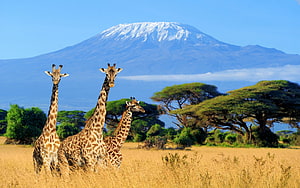 Three giraffes standing in golden savanna grass with Mount Kilimanjaro rising in the background HD wallpaper