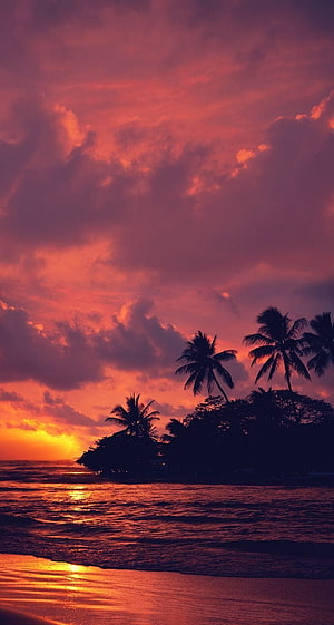 Vibrant tropical sunset over a calm ocean with silhouetted palm trees on a sandy beach HD phone wallpaper