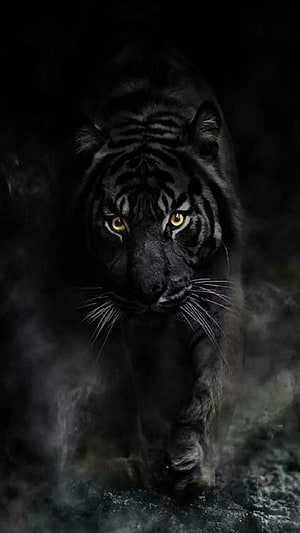 Majestic Black Tiger Stalking Through Dark Misty Forest HD phone wallpaper