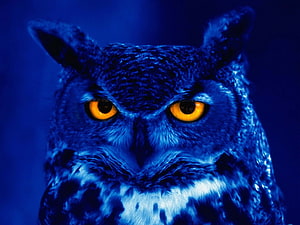 Intense Close-Up of a Great Horned Owl with Glowing Amber Eyes in Deep Blue Night Lighting HD wallpaper