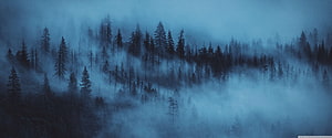Misty Pine Forest in Deep Blue Fog, Dark Woods Aesthetic Landscape HD wallpaper