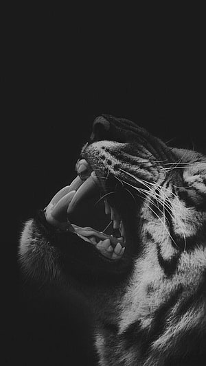 Black and White Close-Up of a Roaring Tiger with Bared Fangs HD phone wallpaper
