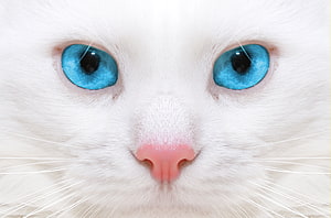 Extreme Close-Up of a White Cat with Striking Blue Eyes and Pink Nose HD wallpaper