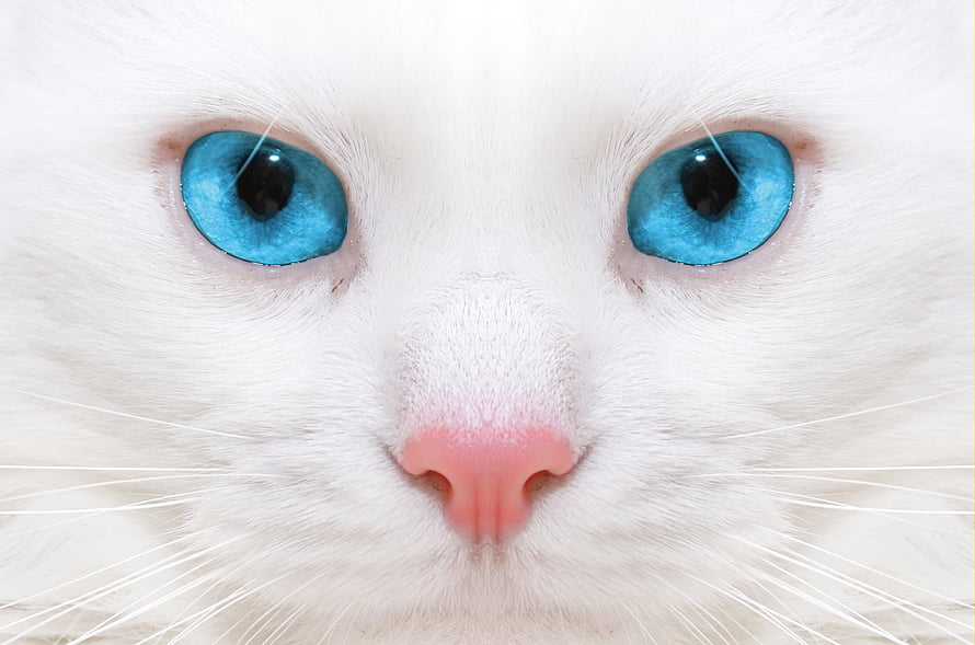 Extreme Close-Up of a White Cat with Striking Blue Eyes and Pink Nose HD wallpaper