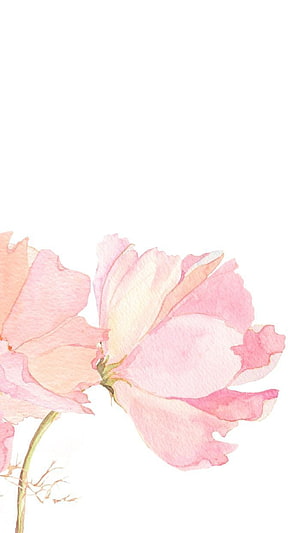 Delicate Pink Watercolor Flower Illustration on White Background HD phone wallpaper