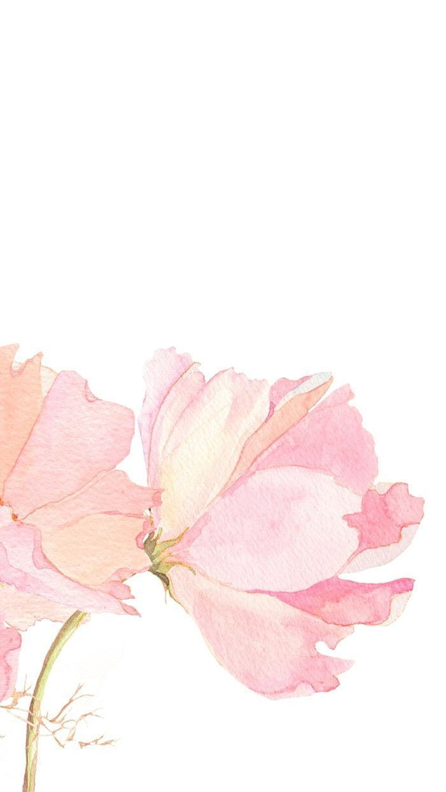 Delicate Pink Watercolor Flower Illustration on White Background HD phone wallpaper