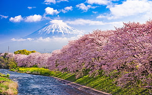 Cherry Blossoms Lining a River with Mount Fuji Rising in the Background HD wallpaper
