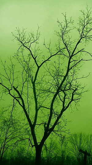 Silhouetted Bare Tree Branches Against a Vibrant Green Sky HD phone wallpaper