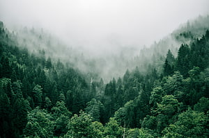 Misty Evergreen Forest Landscape with Dense Fog and Lush Green Canopy HD wallpaper