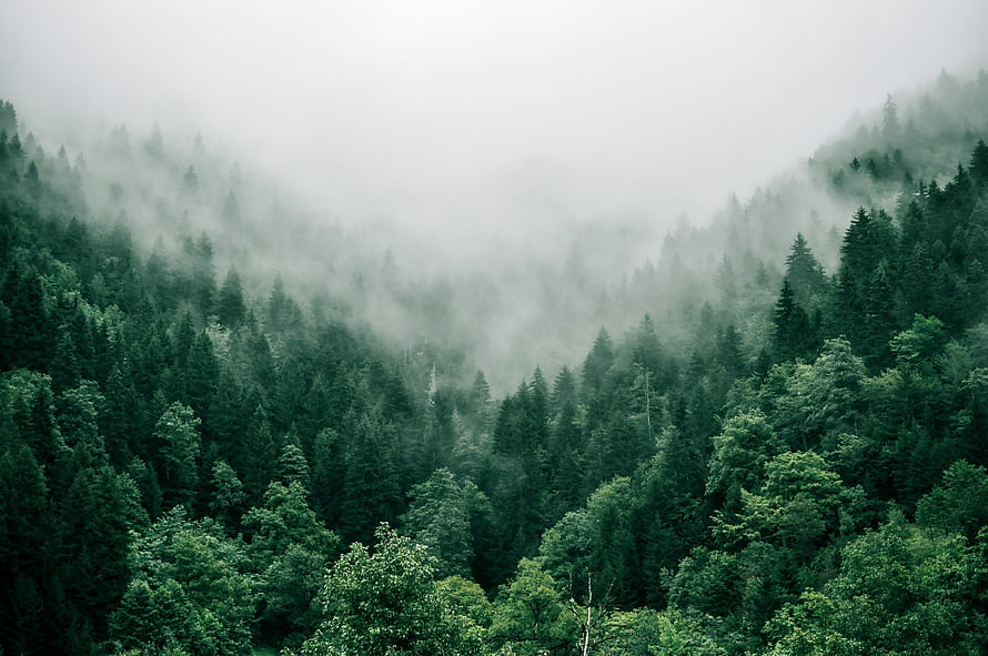 Misty Evergreen Forest Landscape with Dense Fog and Lush Green Canopy HD wallpaper