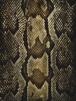 Extreme Close-Up of Diamondback Snake Scales with Intricate Geometric Patterns HD phone wallpaper