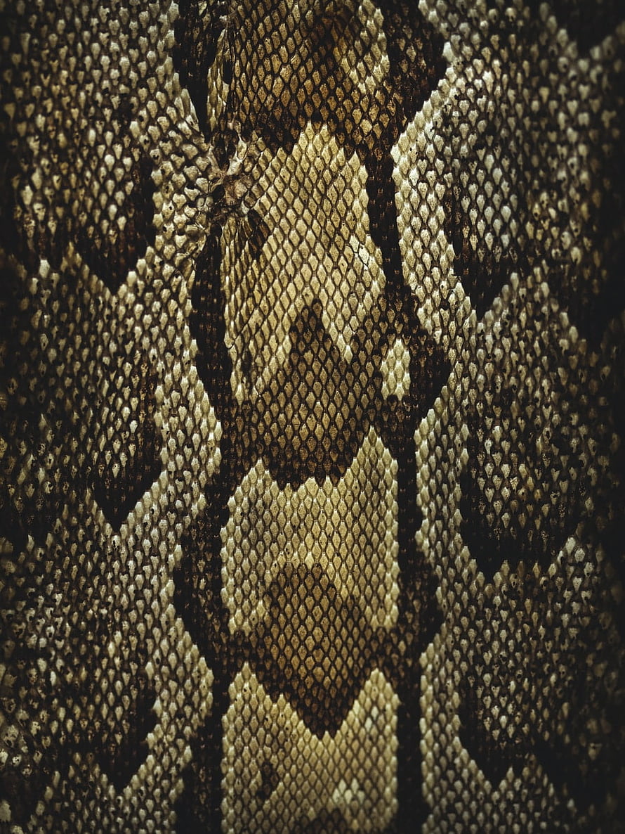 Extreme Close-Up of Diamondback Snake Scales with Intricate Geometric Patterns HD phone wallpaper