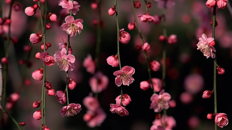 Delicate Pink Plum Blossoms on Drooping Branches Against a Dark Background HD wallpaper